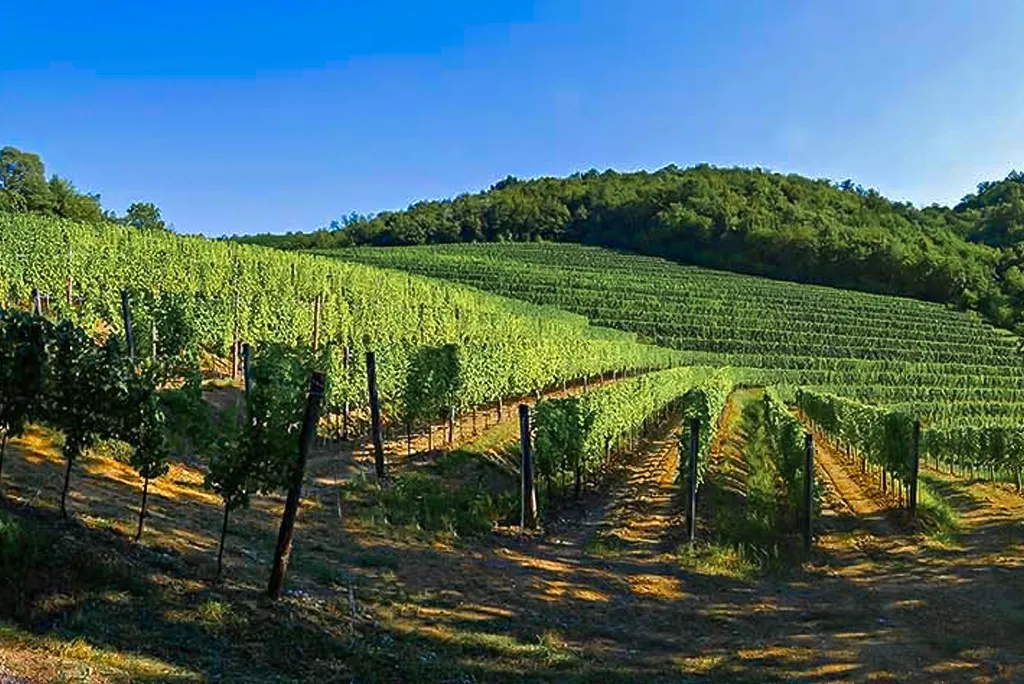 vigna meden